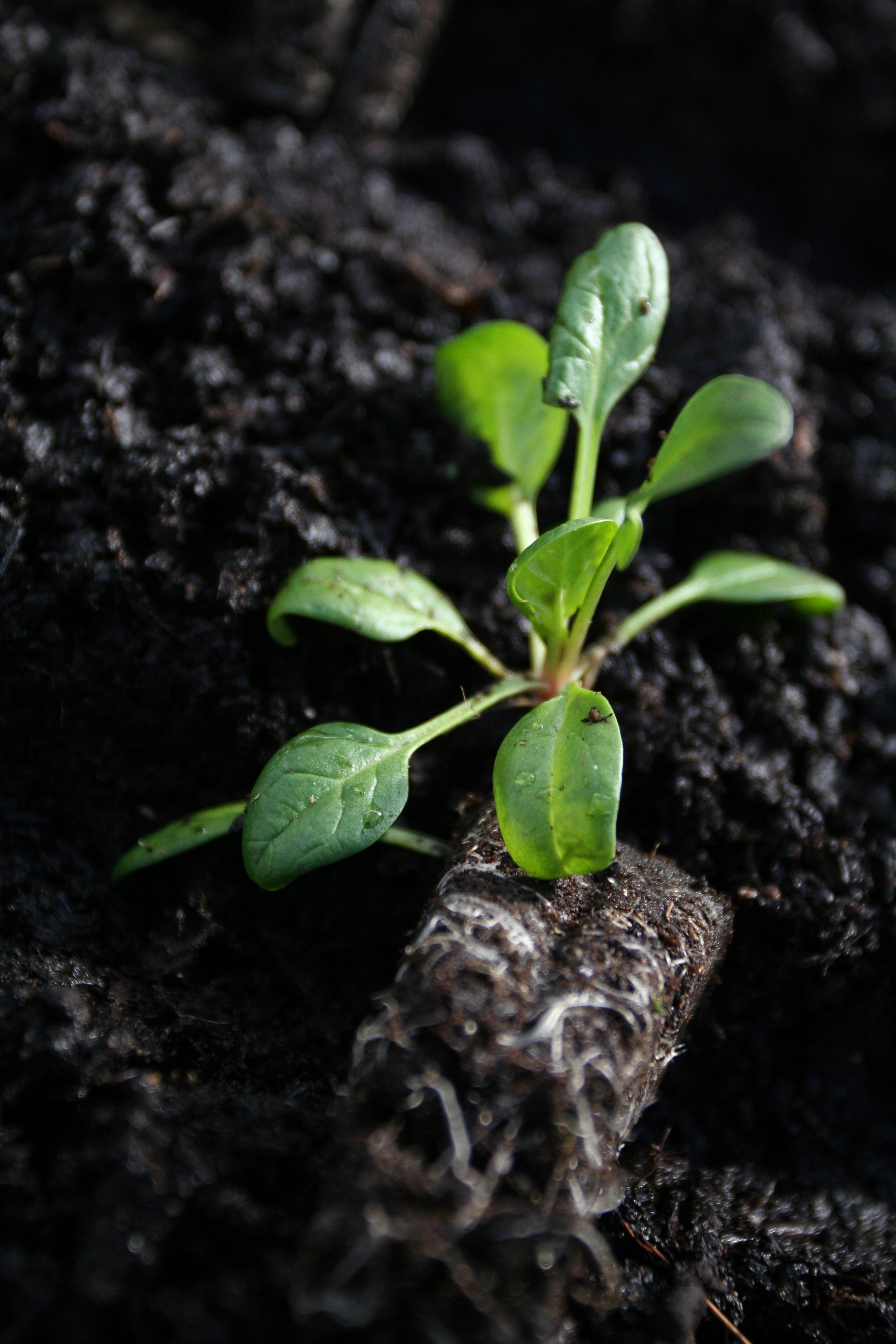 1 Year Goals and Timeline! 